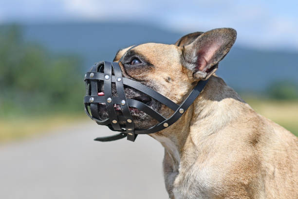 istock French Bulldog dog with short nose wearing a leather muzzle for protection against biting 1259791578