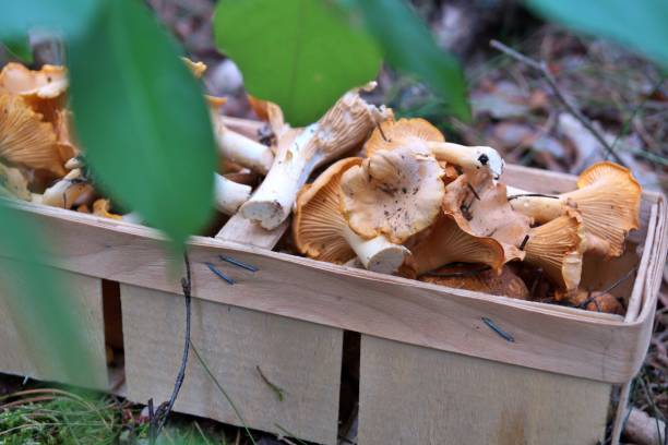 istock A basket full of mushrooms 1259792113