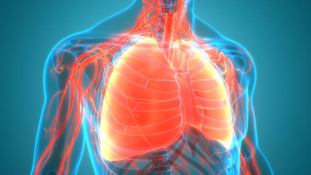 anatomia dos pulmões do sistema respiratório humano - human lung tuberculosis bacterium emphysema human trachea - fotografias e filmes do acervo