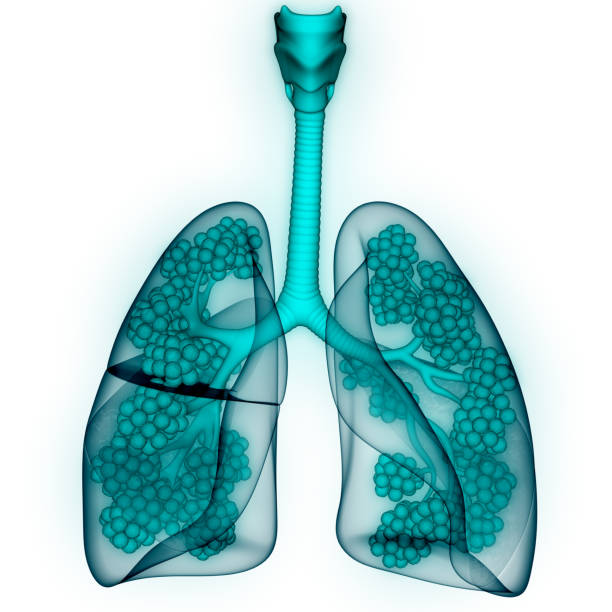 istock Human Respiratory System Lungs with Alveoli Anatomy 1259795336