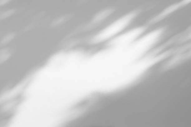 istock shadows of the tree brunches on a white wall 1259796456