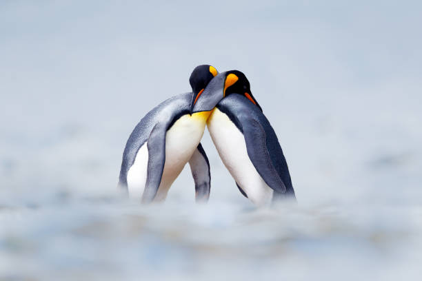 king penguin mating couple cuddling in wild nature, snow and ice. pair two penguins making love. wildlife scene from white nature. bird behavior, wildlife scene from nature, south georgia, antarctica. - antarctica penguin bird animal imagens e fotografias de stock