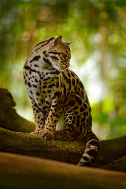 vida selvagem na costa rica. bela margay gato sentado no ramo na floresta tropical costaricana. retrato detalhado de jaguatirica, belo gato margay em floresta tropical. animal no habitat da natureza. - jaguatirica - fotografias e filmes do acervo