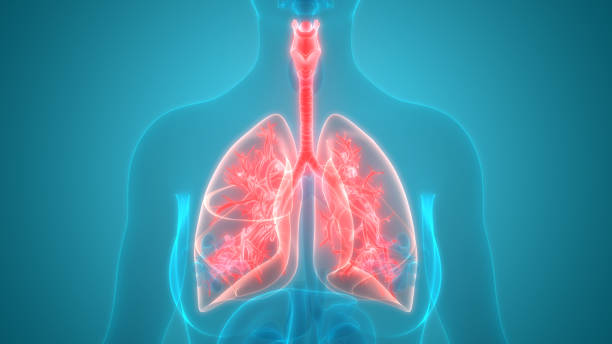 istock Human Respiratory System Lungs Anatomy 1259808522