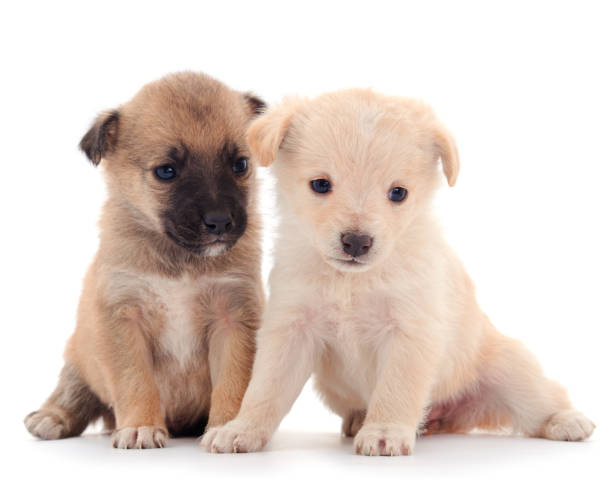 istock Two little puppies. 1259812893