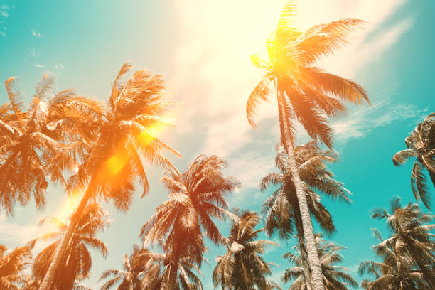 istock Copy space of silhouette tropical palm tree with sun light on sunset sky and cloud abstract background. 1259822991