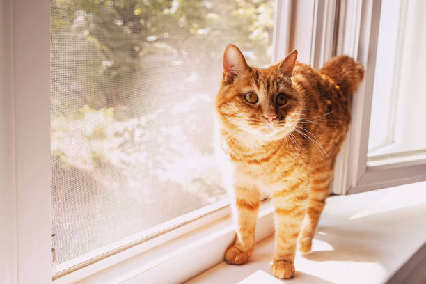 istock Funny cute ginger cat on the windowsill 1259826156