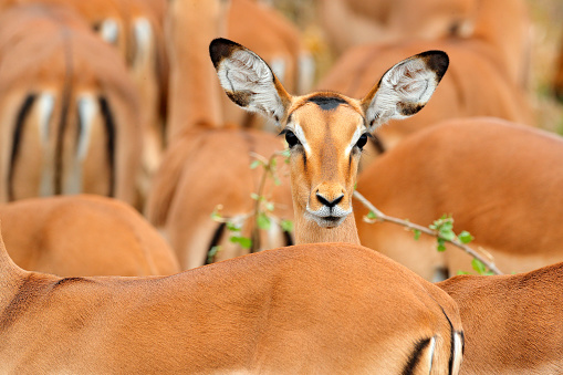 Head of antelope, funny image. Beautiful impalas in the grass with evening sun, hidden portrait in vegetation. Animal in the wild nature . Sunset in Africa wildlife. Animal in the habitat, face.