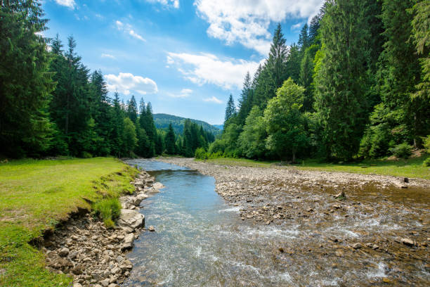 istock mountain river among the forest in valley 1259828600