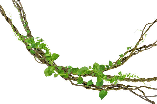 circular vine at the roots. Bush grape or three-leaved wild vine cayratia (Cayratia trifolia) liana ivy plant bush, nature frame jungle border, isolated on white background with clipping path included circular vine at the roots. Bush grape or three-leaved wild vine cayratia (Cayratia trifolia) liana ivy plant bush, nature frame jungle border, isolated on white background with clipping path included, real zise liana stock pictures, royalty-free photos & images