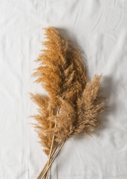 istock Pampas grass on white texture textile, autumn mood flat lay 1259833879