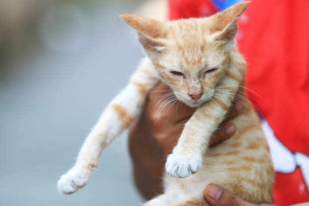 Stray kittin is walking around on the street.Istanbul - Turkey.