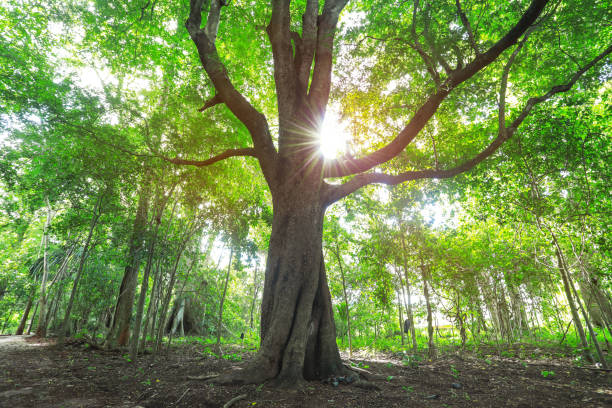 istock The sun shining through a majestic green tree, autumn forest trees. 1259836071