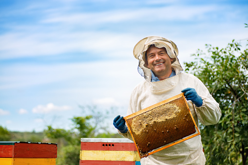 Man holding a honeycomb full of bees. Beekeeper in protective workwear inspecting frame at apiary