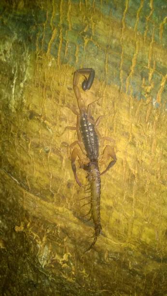 istock A scorpion is eating food 1259854129