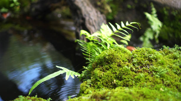 istock Fern forest tropical jungle close-up green lush waterfall green background 1259856231