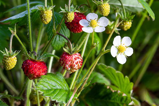 Wild  strawberry plants with flowers and berries