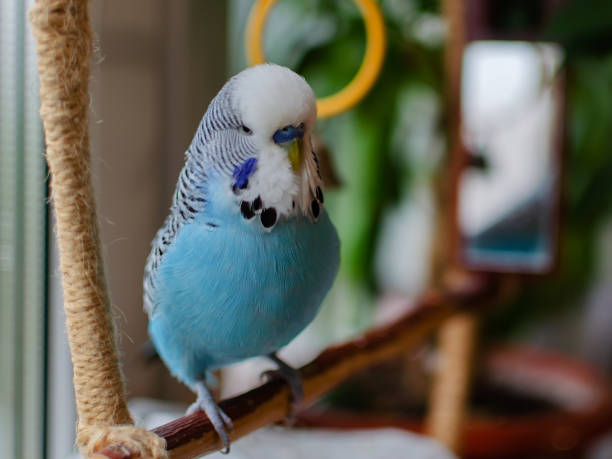 budgie männlich blau vogel flauschig verspielt tier - bird nature animal head beak stock-fotos und bilder