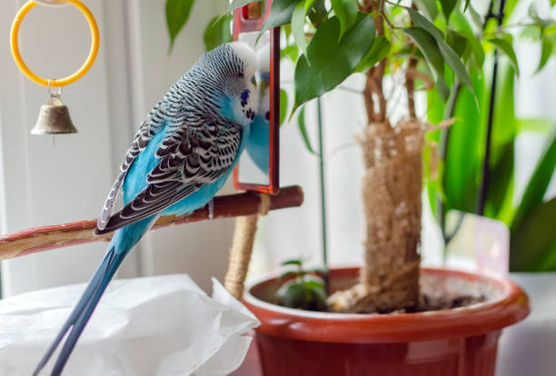 istock budgie male blue bird  fluffy playful animal 1259859455
