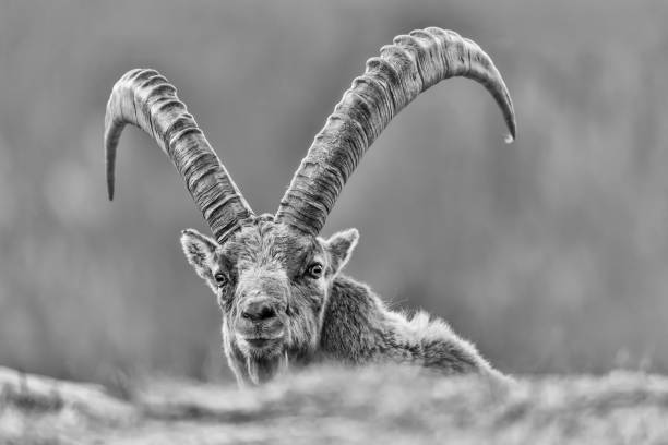 istock Face to face with the mighty Alpine ibex (Capra ibex) 1259866509