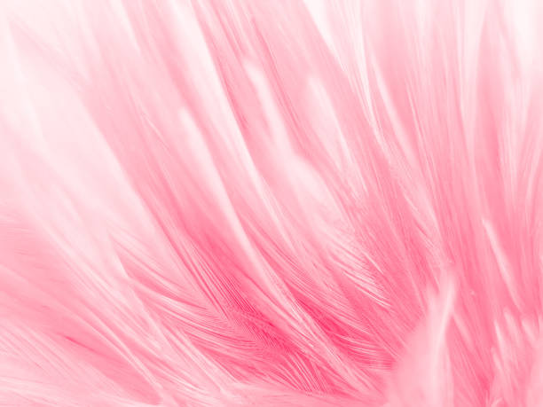 istock Beautiful abstract white and pink feathers on white background and soft white feather texture on pink pattern and pink background, feather background, pink banners 1259867072