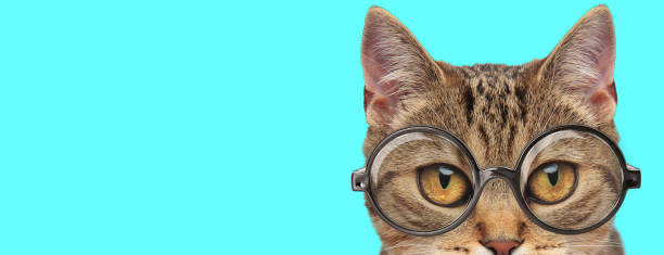 istock cute metis cat with eyeglasses and half of face exposed 1259870825