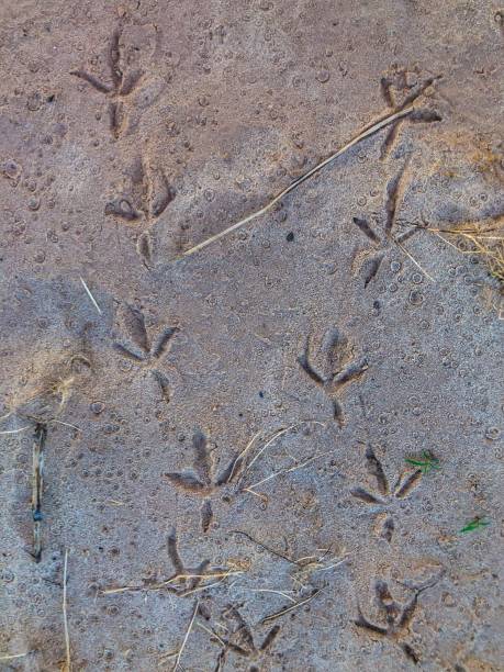 istock Bird Tracks in the Sand Next to the Arkansas River 1259872438