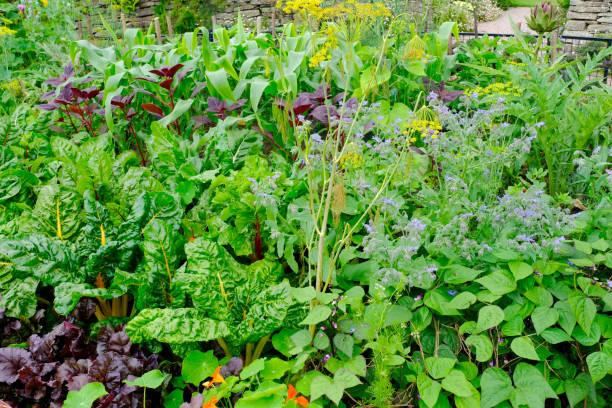 Vegetable Garden Close-up of an English vegetable garden with chard, lettuce, sweetcorn borage and artichoke. artichoke vegetable garden gardening english culture stock pictures, royalty-free photos & images