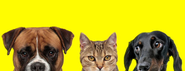 istock animals couple standing next to each other and looking aside 1259874560