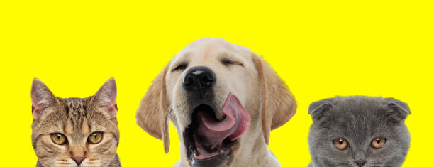 istock animals couple standing next to each other and yawning 1259875613