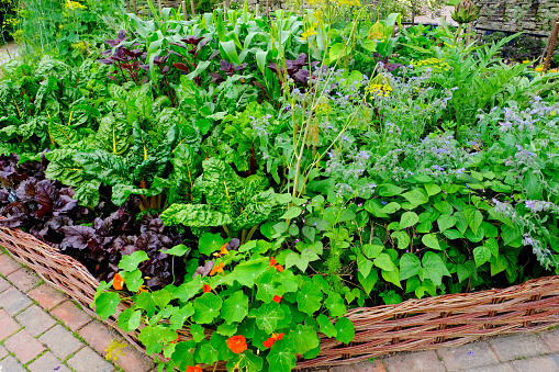 Close-up of an English vegetable garden with chard, lettuce, sweetcorn, borage and artichoke.