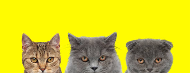 istock 3 cats arranged in line are looking at camera 1259875632