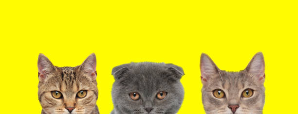 istock 3 cats standing side by side with no occupation 1259875650