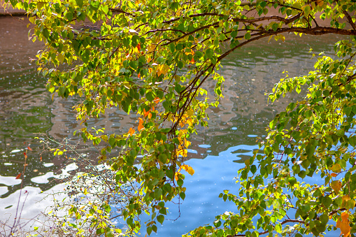 Hanging autumnal branches over the water . Scenery with autumn leaves