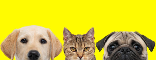 istock 3 animals arranged in line are hiding faces from camera 1259876761