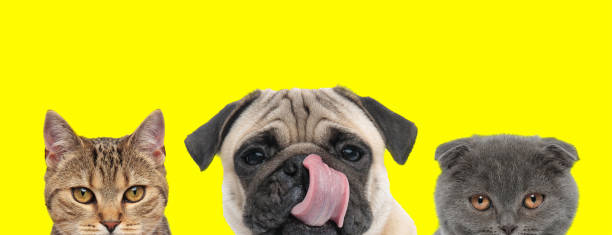 istock 3 animals arranged in line are standing and licking nose 1259876878