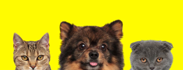 istock 3 animals standing next to each other sticking out tongue 1259877285