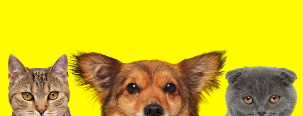 istock 3 animals standing next to each other and looking ahead 1259877800