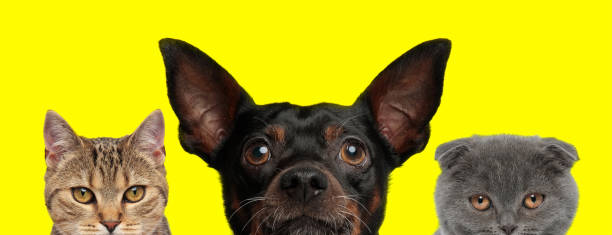 istock 3 animals arranged in line are hiding face from camera 1259877807
