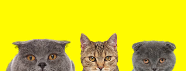 istock 3 cats are standing next to each other looking ahead 1259878325