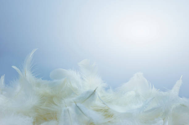 istock Light fluffy a white feathers on a blue background with coppy space. 1259887394