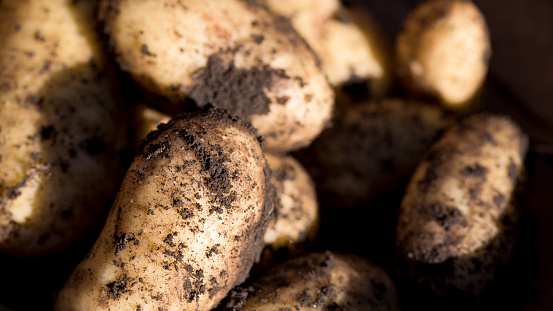 Freshly dug potatoes covered in soil, England, United Kingdom