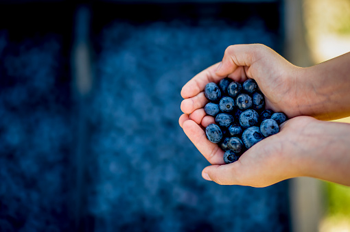 Image of unrecognizable person holding a  ripe blueberries in two hands over a fresh blueberry fruit background, healthy heart concept