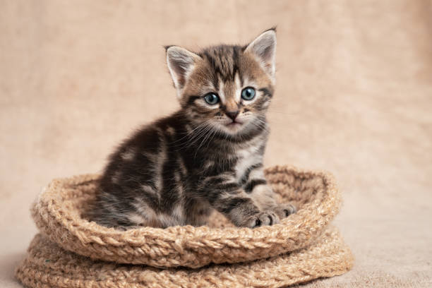 istock Cute kitten color tabby sitting in a basket woven from wool 1259896068