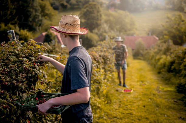 istock Hard working young farmers picking raspberries in his farm 1259898721