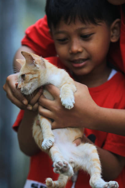 istock Play with lovely cats 1259899826