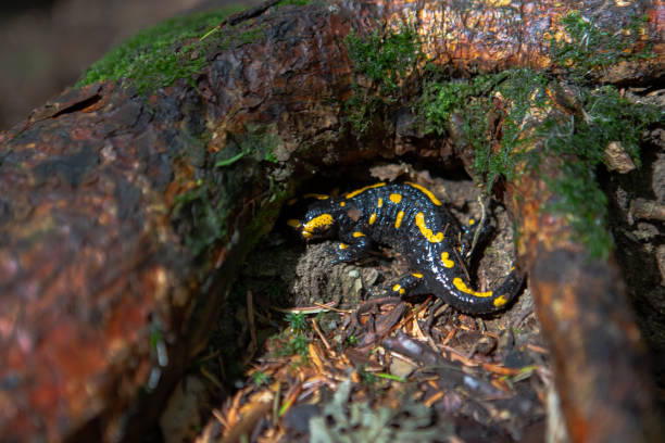 istock yellow spotted salamander in forest 1259901094
