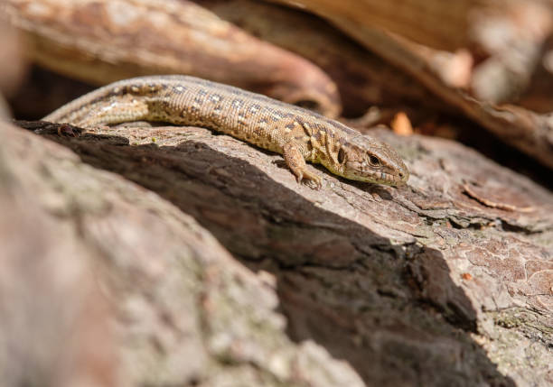 Brown lizard sitting on the bark of a fallen tree in the sun. Seen in Germany in June.