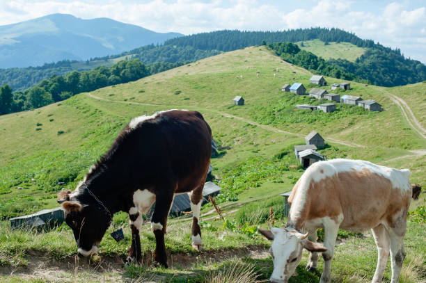 istock grazing cattle in mountain pasture 1259906930
