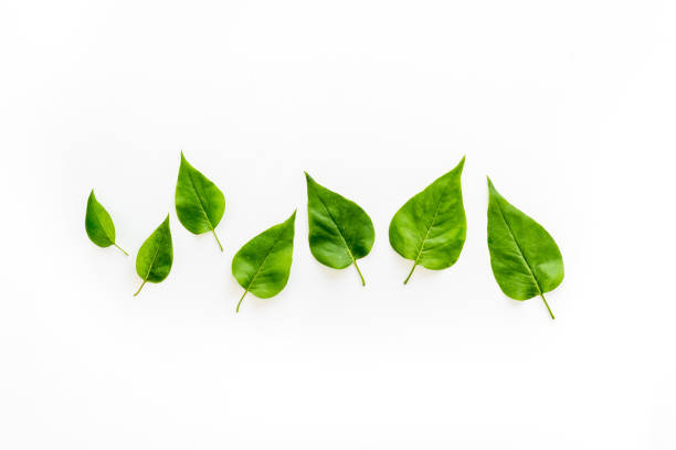 istock Green tree leaves pattern. Nature summer concept, above view, flat lay 1259907515